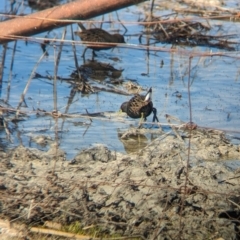 Porzana fluminea at Lake Cargelligo, NSW - 10 Sep 2023 10:10 AM