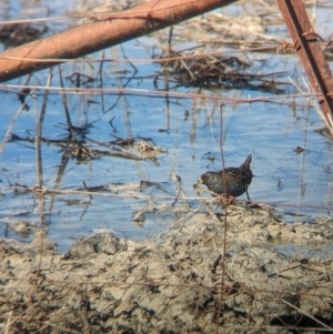 Porzana fluminea at Lake Cargelligo, NSW - 10 Sep 2023