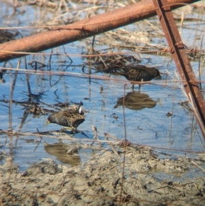 Porzana fluminea at Lake Cargelligo, NSW - 10 Sep 2023 10:10 AM