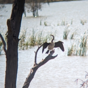 Anhinga novaehollandiae at Lake Cargelligo, NSW - 10 Sep 2023 10:45 AM