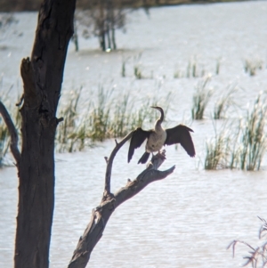Anhinga novaehollandiae at Lake Cargelligo, NSW - 10 Sep 2023
