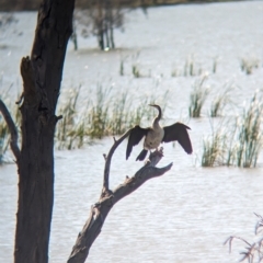 Anhinga novaehollandiae (Australasian Darter) at Lake Cargelligo, NSW - 10 Sep 2023 by Darcy