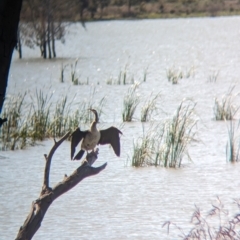 Anhinga novaehollandiae at Lake Cargelligo, NSW - 10 Sep 2023