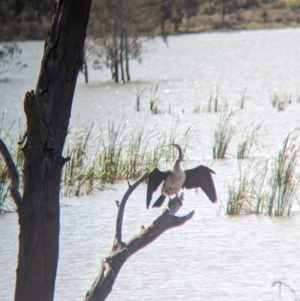 Anhinga novaehollandiae at Lake Cargelligo, NSW - 10 Sep 2023