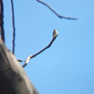 Artamus leucorynchus at Lake Cargelligo, NSW - 10 Sep 2023