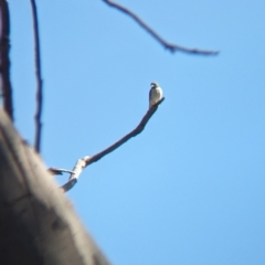 Artamus leucorynchus (White-breasted Woodswallow) at Lake Cargelligo, NSW - 10 Sep 2023 by Darcy
