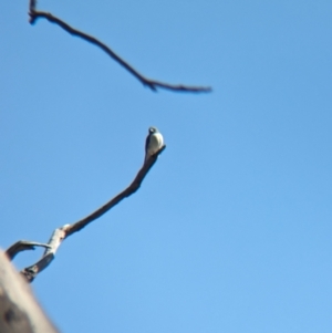 Artamus leucorynchus at Lake Cargelligo, NSW - 10 Sep 2023