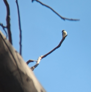 Artamus leucorynchus at Lake Cargelligo, NSW - 10 Sep 2023