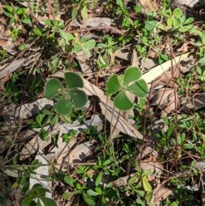 Marsilea drummondii at Lake Cargelligo, NSW - 10 Sep 2023 12:24 PM