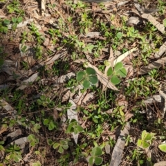 Marsilea drummondii at Lake Cargelligo, NSW - 10 Sep 2023