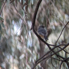 Pachycephala rufiventris (Rufous Whistler) at Lake Cargelligo, NSW - 10 Sep 2023 by Darcy