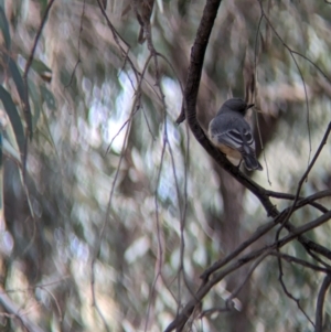 Pachycephala rufiventris at Lake Cargelligo, NSW - 10 Sep 2023