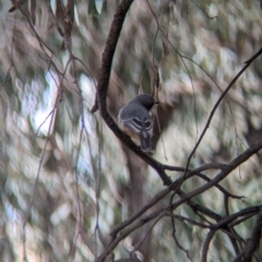 Pachycephala rufiventris at Lake Cargelligo, NSW - 10 Sep 2023