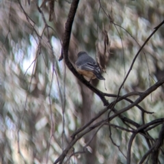 Pachycephala rufiventris at Lake Cargelligo, NSW - 10 Sep 2023