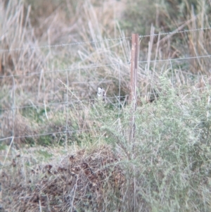 Epthianura albifrons at Euabalong, NSW - 10 Sep 2023