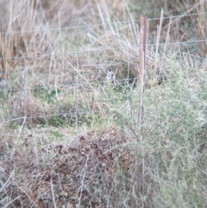 Epthianura albifrons at Euabalong, NSW - 10 Sep 2023