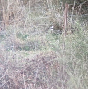 Epthianura albifrons at Euabalong, NSW - 10 Sep 2023