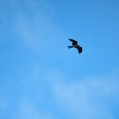 Milvus migrans (Black Kite) at Euabalong, NSW - 10 Sep 2023 by Darcy