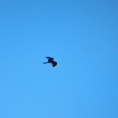 Milvus migrans at Euabalong, NSW - 10 Sep 2023