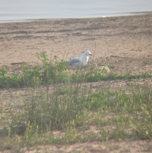 Chroicocephalus novaehollandiae at Lake Cargelligo, NSW - 11 Sep 2023 07:33 AM