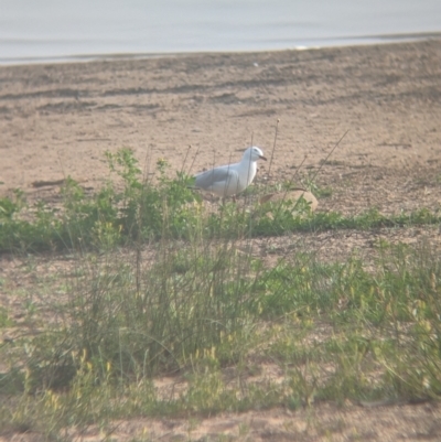 Chroicocephalus novaehollandiae (Silver Gull) at Lake Cargelligo, NSW - 11 Sep 2023 by Darcy