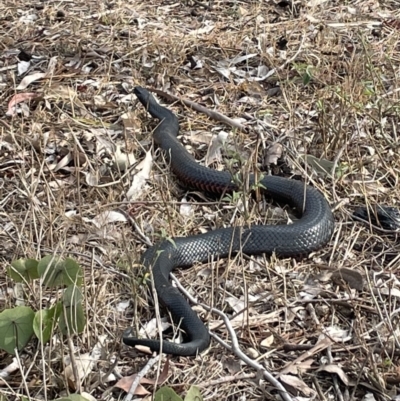 Pseudechis porphyriacus (Red-bellied Black Snake) at Long Beach, NSW - 14 Sep 2023 by mbmiyagi