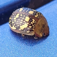 Paropsis pictipennis (Tea-tree button beetle) at Dickson, ACT - 15 Sep 2023 by trevorpreston