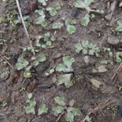 Riccia inflexa at Pine Island to Point Hut - 26 Mar 2023 by michaelb