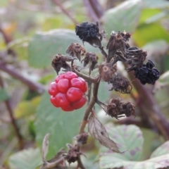 Rubus anglocandicans (Blackberry) at Tuggeranong, ACT - 26 Mar 2023 by michaelb