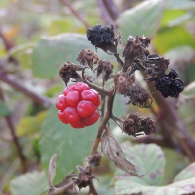 Rubus anglocandicans (Blackberry) at Tuggeranong, ACT - 26 Mar 2023 by michaelb
