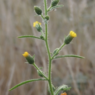 Dittrichia graveolens (Stinkwort) at Pine Island to Point Hut - 26 Mar 2023 by michaelb