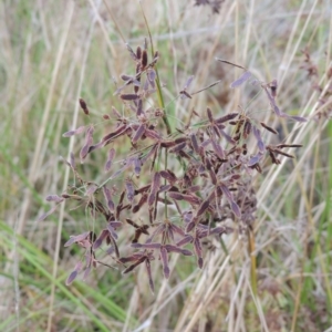 Cyperus concinnus at Tuggeranong, ACT - 26 Mar 2023