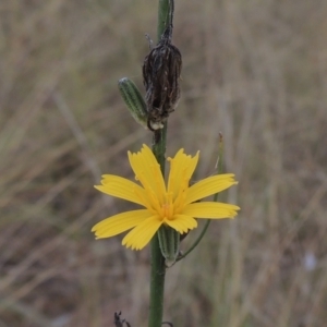 Chondrilla juncea at Tuggeranong, ACT - 26 Mar 2023