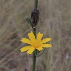 Chondrilla juncea (Skeleton Weed) at Tuggeranong, ACT - 26 Mar 2023 by michaelb