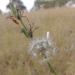 Chondrilla juncea at Tuggeranong, ACT - 26 Mar 2023 05:35 PM