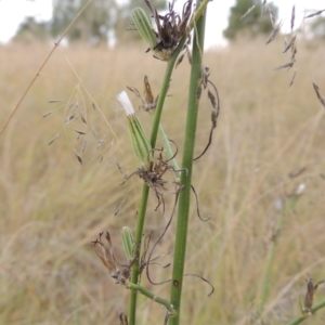 Chondrilla juncea at Tuggeranong, ACT - 26 Mar 2023 05:35 PM