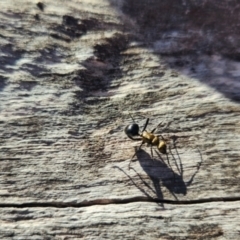 Polyrhachis semiaurata (A golden spiny ant) at Googong, NSW - 14 Sep 2023 by RangerGregor