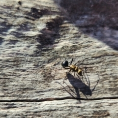 Polyrhachis semiaurata (A golden spiny ant) at QPRC LGA - 14 Sep 2023 by RangerGregor