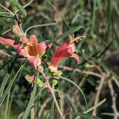 Eremophila longifolia (Weeping Emubush) at Lake Cargelligo, NSW - 10 Sep 2023 by Darcy