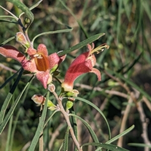 Eremophila longifolia at Lake Cargelligo, NSW - 11 Sep 2023