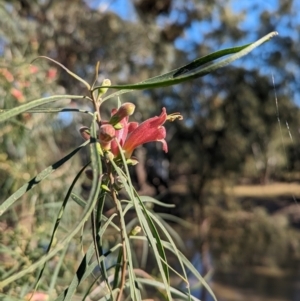 Eremophila longifolia at Lake Cargelligo, NSW - 11 Sep 2023