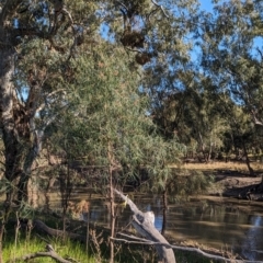 Eremophila longifolia at Lake Cargelligo, NSW - 11 Sep 2023 08:51 AM