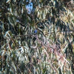 Malurus splendens (Splendid Fairywren) at Lake Cargelligo, NSW - 10 Sep 2023 by Darcy