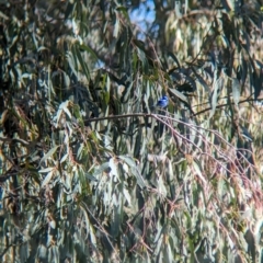 Malurus splendens at Lake Cargelligo, NSW - 11 Sep 2023