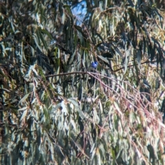 Malurus splendens at Lake Cargelligo, NSW - 11 Sep 2023 09:13 AM