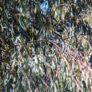 Malurus splendens at Lake Cargelligo, NSW - 11 Sep 2023