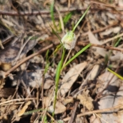 Wahlenbergia sp. (Bluebell) at Wandiyali-Environa Conservation Area - 14 Sep 2023 by RangerGregor