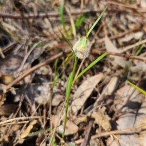 Wahlenbergia sp. at Googong, NSW - 14 Sep 2023