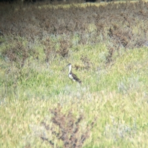 Threskiornis spinicollis at Lake Cargelligo, NSW - 11 Sep 2023