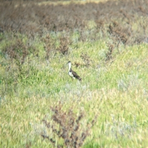Threskiornis spinicollis at Lake Cargelligo, NSW - 11 Sep 2023 09:20 AM